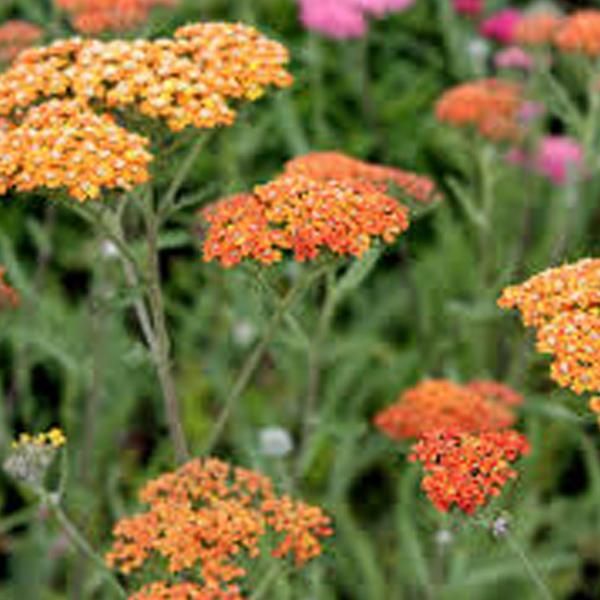 6 X Achillea - Achillea 'Terra Cotta' | Vaso 9 Cm X 9 Cm-image