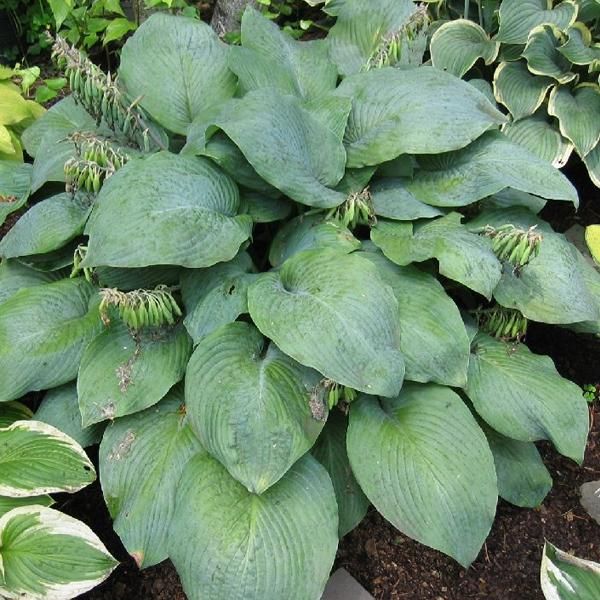 6 X Funkie Da Giardino - Hosta 'Blue Umbrellas' | Vaso 9 Cm X 9 Cm-image