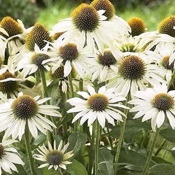 6 X Echinacea Purpurea 'Avalanche' - Echinacea Purpurea 'Avalanche' | Vaso 9 Cm X 9 Cm-image