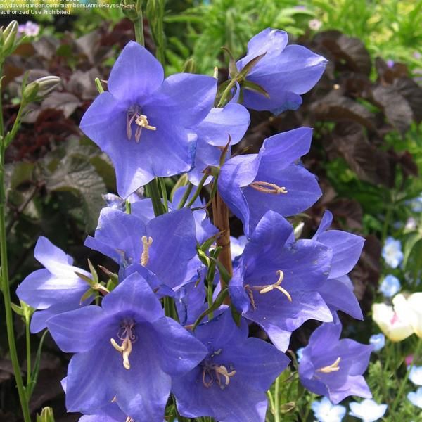 6 Campanule A Foglia Piatta - Campanula Persicifolia 'Telham Beauty' | Vaso 9 Cm X 9 Cm-image