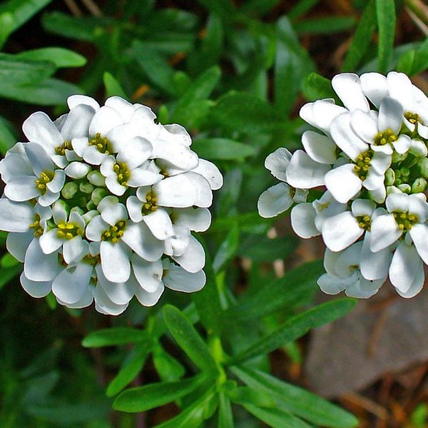 6 X Fiore A Nastro Sempreverde - Iberis Sempervirens | Vaso 9Cm X 9Cm-image