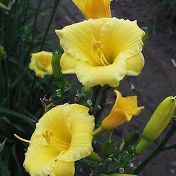 6 X Daylily - Hemerocallis 'Mini Stella' | Vaso 9 Cm X 9 Cm-image