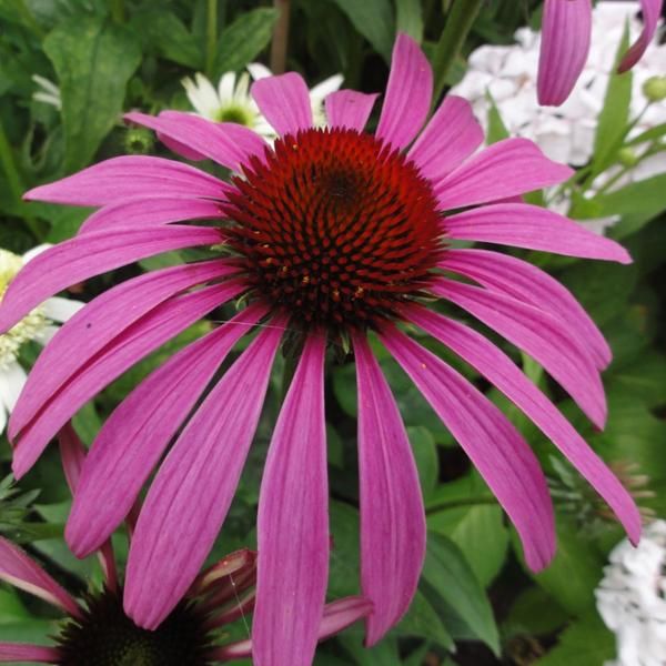 6 X Cappello Da Sole Finto - Echinacea Purpurea 'Rubinstern' | Vaso 9 Cm X 9 Cm-image