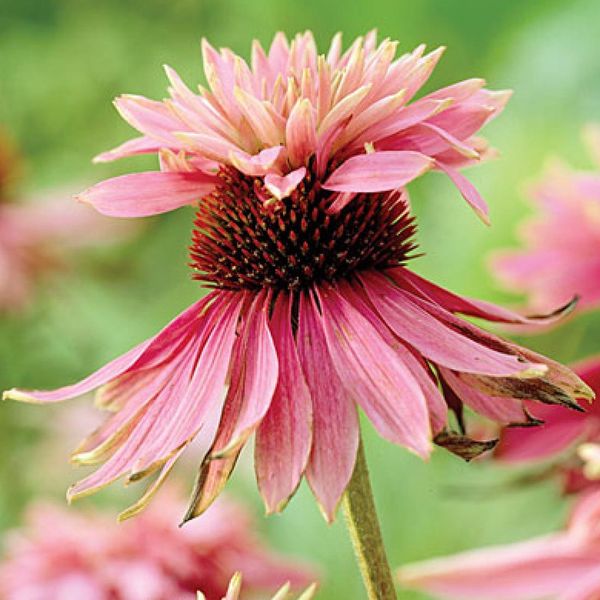 6 X Echinacea Purpurea 'Doubledecker' | Vaso 9 Cm X 9 Cm-image
