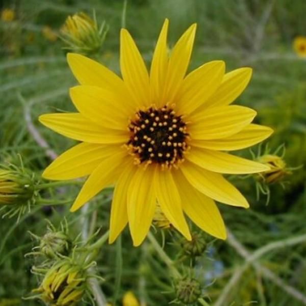 6 X Girasole A Foglie Di Salice - Helianthus Salicifolius | Vaso 9Cm X 9Cm-image