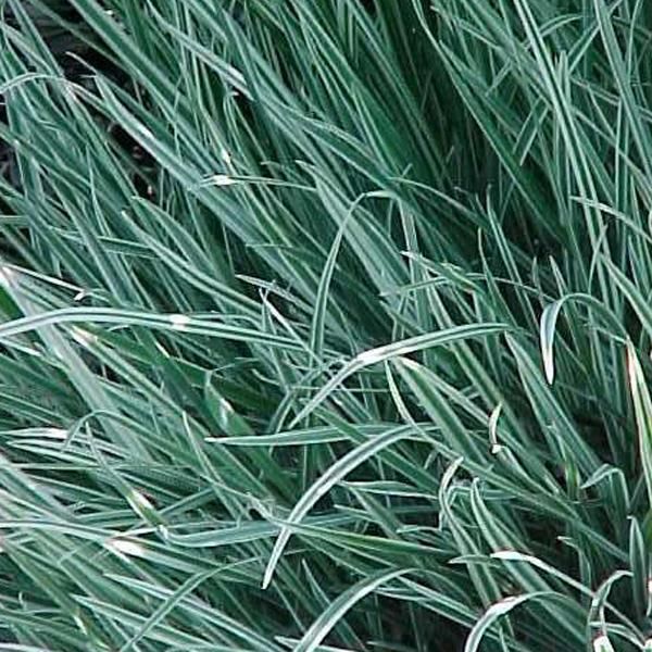6 X Erba Miele Variegata - Holcus Mollis 'Albovariegatus' | Vaso 9 Cm X 9 Cm-image