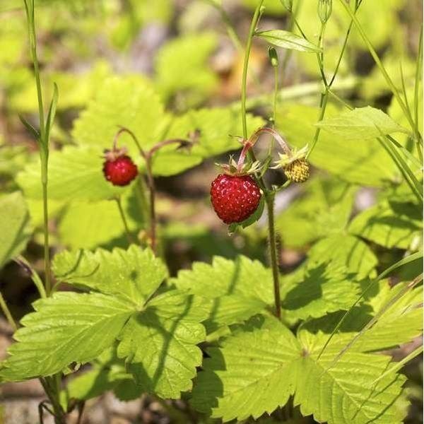 6 X Fragola - Fragaria Vesca | Vaso 9Cm X 9Cm-image