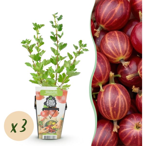 Greenboutiq - Piante Da Frutto - Uva Spina - Ribes Uva-Crispa Hinnonmaki Rod - Svernante - 3 Piante - Vaso 9 Cm - Bacche Rosse-image