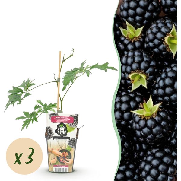 Greenboutiq - Piante Da Frutto - Mirtillo Nero Sempreverde - Rubus Thornless Evergreen - Resistente Al Gelo - 3 Piante - Vaso 9 Cm - Mirtillo Nero-image
