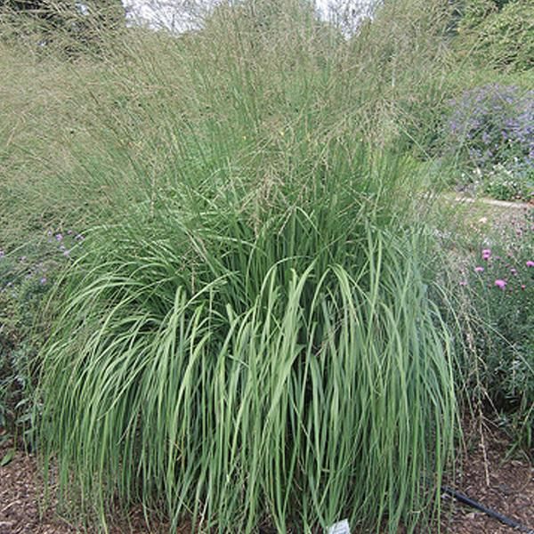6 X Molinia Arundinacea 'Windspiel' | Vaso 9 Cm X 9 Cm-image