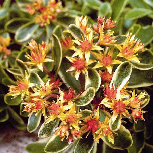 6 X Pinguicola Variegata - Sedum Kamtschaticum 'Variegatum' | Vaso 9 Cm X 9 Cm-image