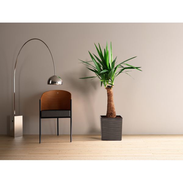 Lamela Spolka Z Organiczona Odpowiedź. Obal Juka Vrub - Antracite 400X400 Mm 38 Cm-image