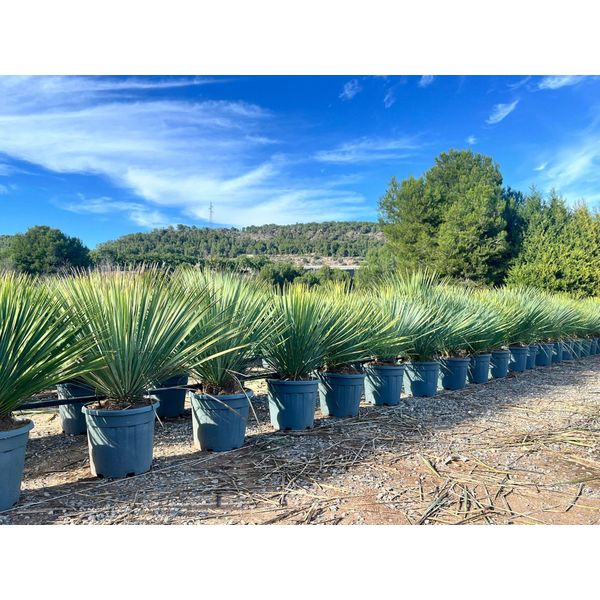 Sunny Tree - Yucca Rostrata Blue Blue - Palma - 100 Cm-image