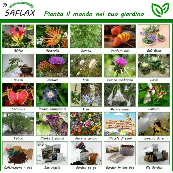 Saflax - Stella Alpina - 500 Semi - Leontopodium-image