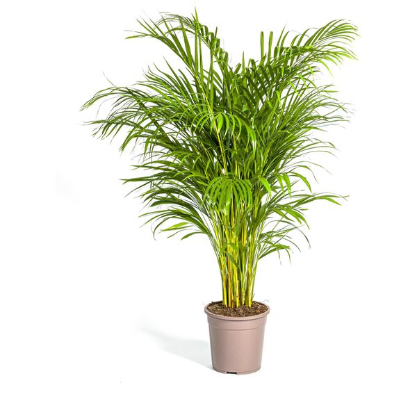 Dypsis Areca Lutescens Ø24Cm - ↕140Cm-image
