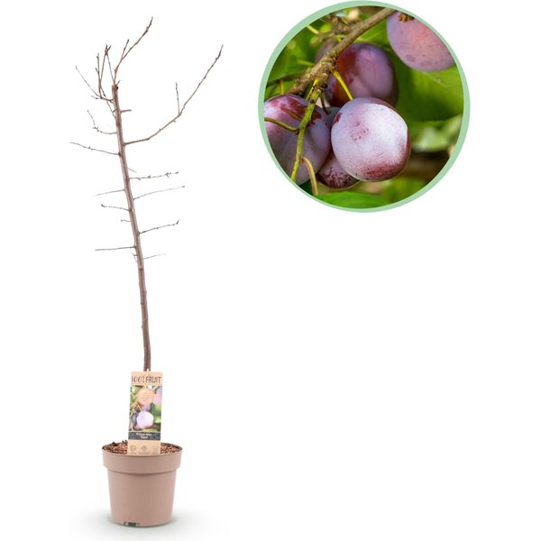 Greenboutiq - Pianta Da Frutto - Prugna - Prunus Domestica Opal - Frutti Gialli E Rossi - Vaso 21Cm Altezza 90Cm-image