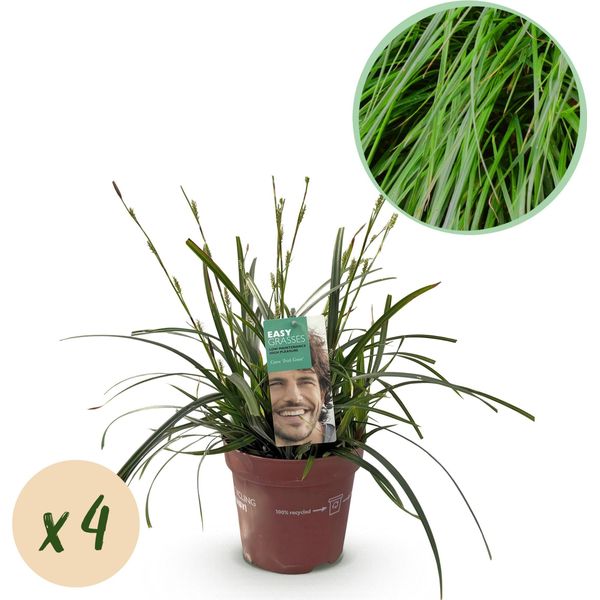 Greenboutiq - Erbe Ornamentali - Carex Oshimensis Verde Intenso - Verde - 4 Piante - Sempreverde - Bassa Manutenzione - Vaso 17Cm Altezza 50Cm-image