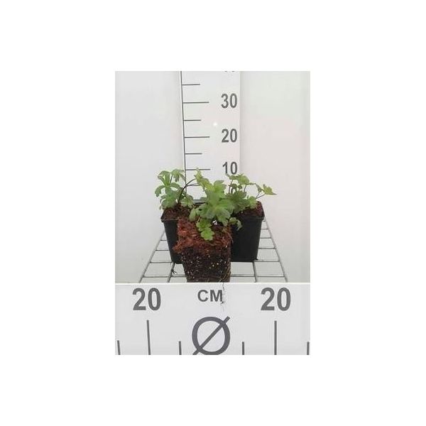 6 X Astrantia Major 'Lars' - Astrantia Maggiore - Vaso 9 X 9 Cm-image