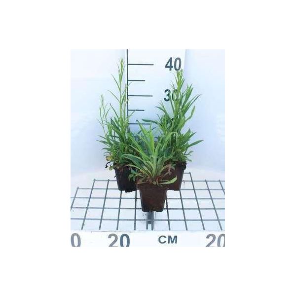 6 X Campanula Pers. 'Telham Beauty' - Campanula - Vaso 9 X 9 Cm-image