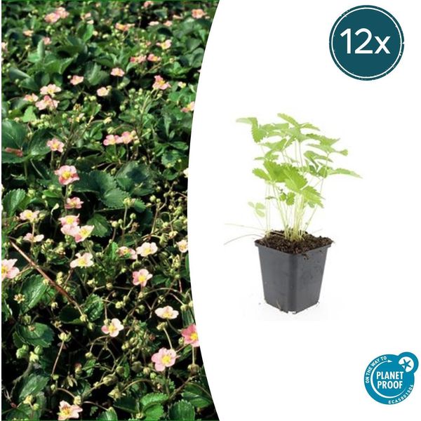 Copertura Del Terreno - Fragola Selvatica - Fragaria Vesca - Vaso Da 9 Cm - Set Di 12 Piante-image