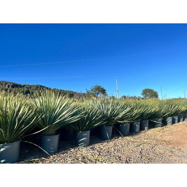 Sunny Tree - Yucca Rostrata - Palma - 70 Centimetri - Palma Resistente - Palma Giglio-image