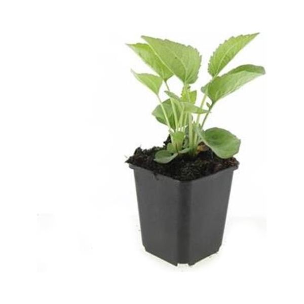 Pianta Perenne Ornamentale - Echinacea Purpurea 'Magnus' - Vaso Da 9 Cm - Set Di 60 Piante-image