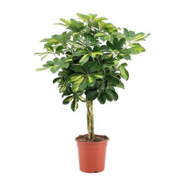 Ray Aralia - Schefflera Arboricola "Gold Capella"" - Pianta D'appartamento - Ø19Cm - Altezza Circa 75Cm - Ombrelliera Di Facile Manutenzione Con Foglie Verdi-Gialle Lucide - Pianta Tropicale Che Purifica L'aria Per Il Soggiorno E L'ufficio"-image