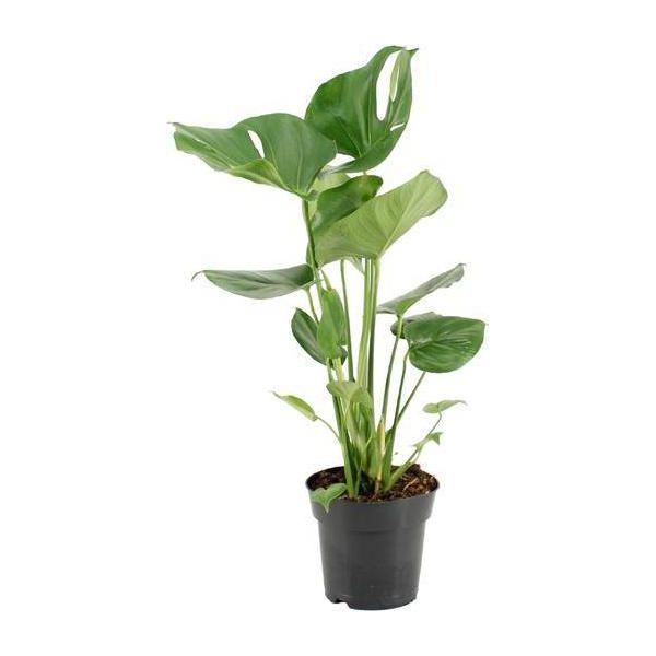 Foglia Di Finestra Deliziosa - Monstera Deliciosa - Pianta Da Appartamento Di Facile Manutenzione - Ø17Cm - Altezza Circa 60Cm - Pianta Verde Decorativa Con Foglie Grandi-image