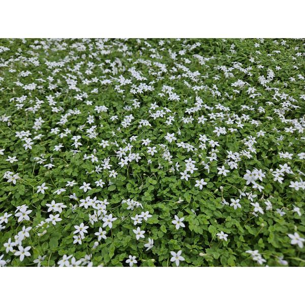 Testa Di Fiore Bianca Isotoma Fluviatilis 'Alba' - ↕10-25Cm - Ø9Cm - 60 Piante - Coprisuolo Con Fiori Bianchi, Ombra Parziale, Resistente, Facile Da Curare-image