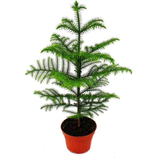 Abete Da Camera - Araucaria Heterophylla - Vaso Da 15 Cm - Altezza Circa 40-50 Cm-image