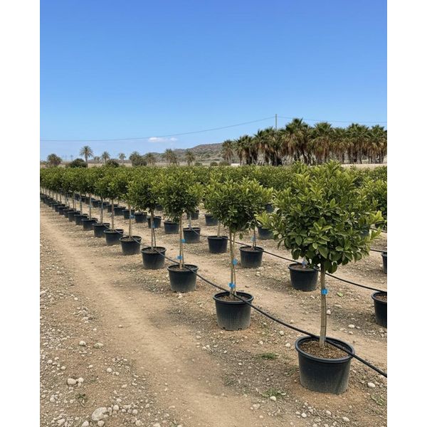 Albero Soleggiato - Tiglio Grande 150 Centimetri - Citrus Aurantifolia - Albero Da Frutto - Luoghi Soleggiati - Fruttificazione - Tiglio Di 8 Anni-image