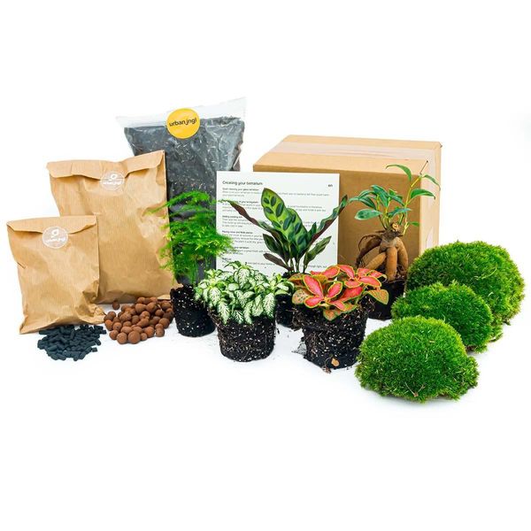 Set Da Giardino In Bottiglia Lancifolia - 5 Piante - Terrario Fai Da Te Con Bonsai, Asparagi E Altro - Confezione Di Ricarica E Kit Iniziale-image