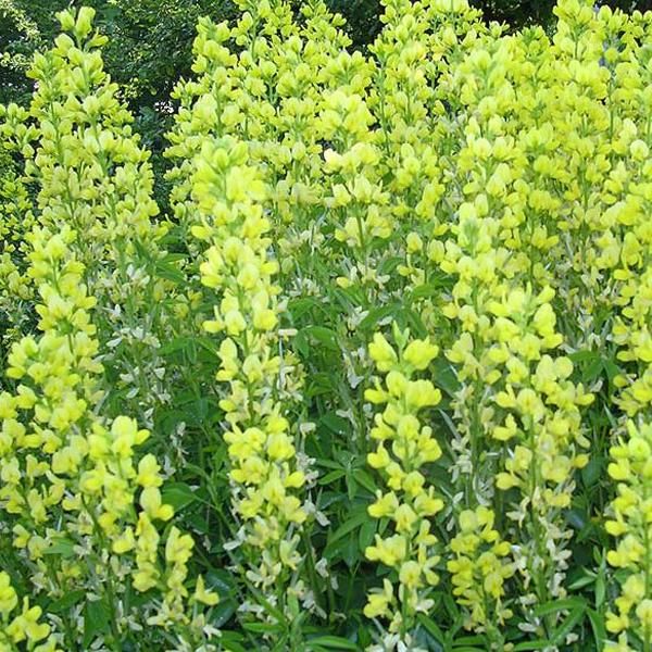6 X Fagiolo Volpe - Thermopsis Lanceolata | Vaso 9 Cm X 9 Cm-image