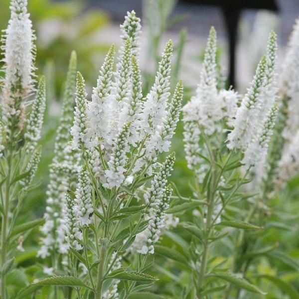 6 X Veronica - Veronica Spicata 'Alba' | Vaso 9 Cm X 9 Cm-image