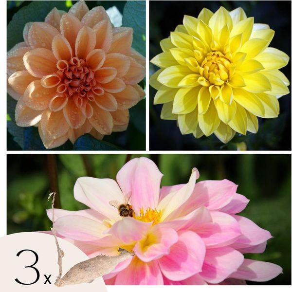 Dalia - 3 Pezzi - Dahlia 'Waterlily Mix' - Bulbi Di Fiori-image