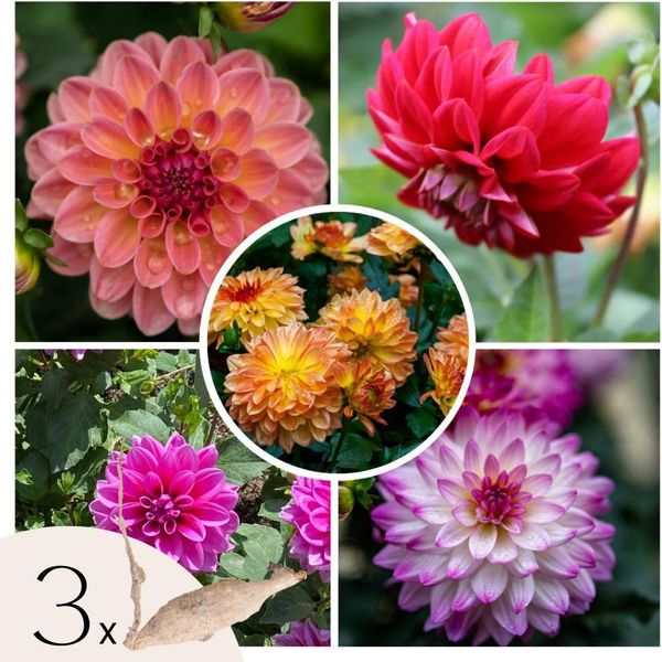 Dalia - 3 Pezzi - Dahlia 'Pacific Mix' - Bulbi Di Fiori-image