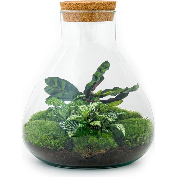 Giardino Di Bottiglie "Sammie"" - Terrario Per Piante Fai Da Te - 27 Cm - Con Pianta Di Calathea"-image