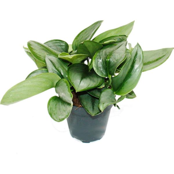 Edera Della Luna - Scindapsus Pictus 'Moonlight' - Vaso Da 12 Cm-image