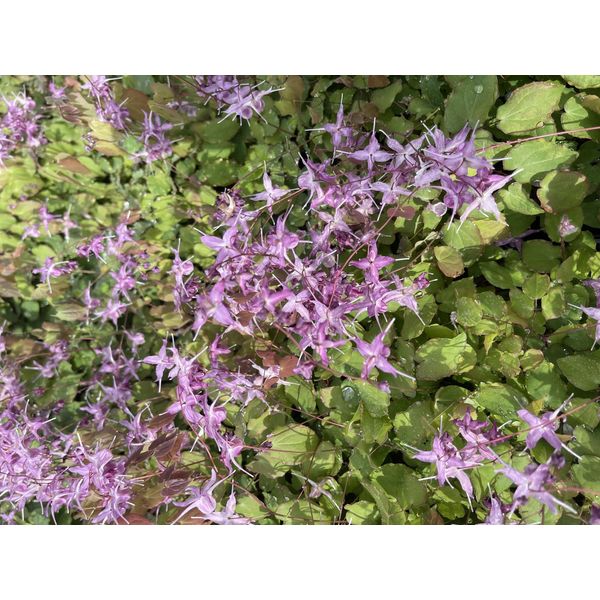 6 X Epimedium Grand. 'Lilafee' - Elfflower - Topf 9X9 Cm-image