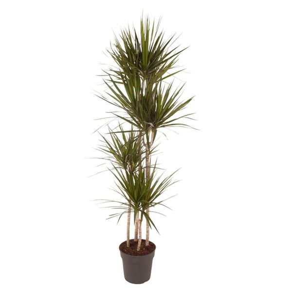 Everyplants Dracaena Marginata - 160 Cm, Ø 27 Cm-image