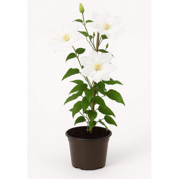 Clematis X Cultorum 'Apollonia' - Clematide A Fiore Grande Con Fiori Bianchi - Rampicante Resistente - Ideale Per Recinzioni, Pergole, Balconi E Contenitori-image