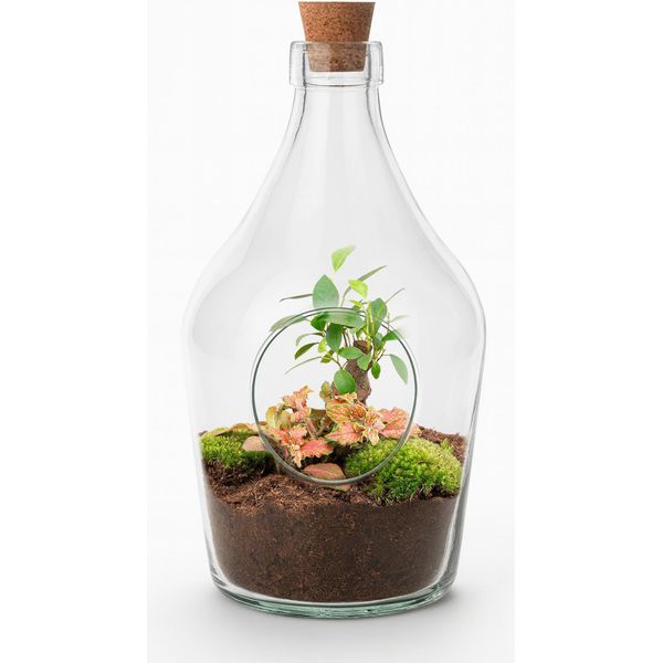 Giardino In Bottiglia Aperta "John"" 30Cm - Bonsai E Ruby Lime Fittonia - Terrario In Bottiglia Di Vetro Con Muschio - Mini Ecosistema Naturale - Set Regalo Decorativo Con Starter Kit E Piante"-image