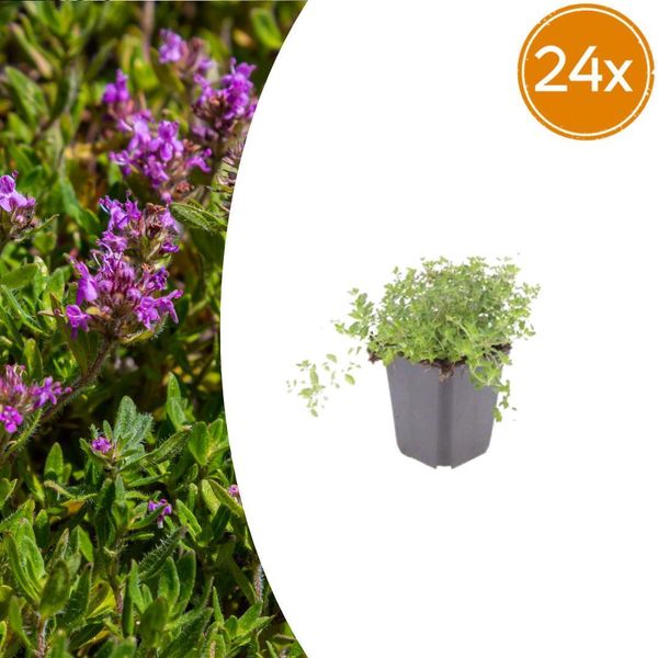 Set Di Thymus Serpyllum - 24 Piante Ø9Cm - Timo Profumato Della Sabbia - Resistente Alla Siccità In Inverno E A Bassa Crescita - Per I Vialetti Del Giardino, Le Giunture In Pietra E Le Terrazze-image