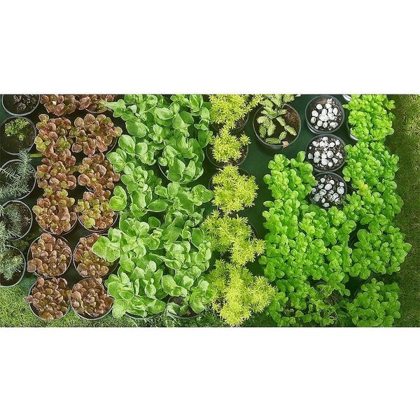 Sedum Mix - Set Di 10 Piante Perenni Resistenti - Diverse Varietà Per Giardini Rocciosi, Tetti Verdi E Aiuole - Copertura Del Terreno Facile Da Curare E Resistente Alla Siccità - Fioritura Da Luglio A Settembre-image