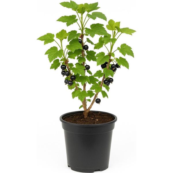 Ribes Nigrum 'Titania' - Ribes Nero - Pianta Da Bacche Ad Alta Resa Per Giardino E Siepe - Varietà Robusta E Resistente Con Frutti Aromatici (Maturazione Luglio-Agosto)-image