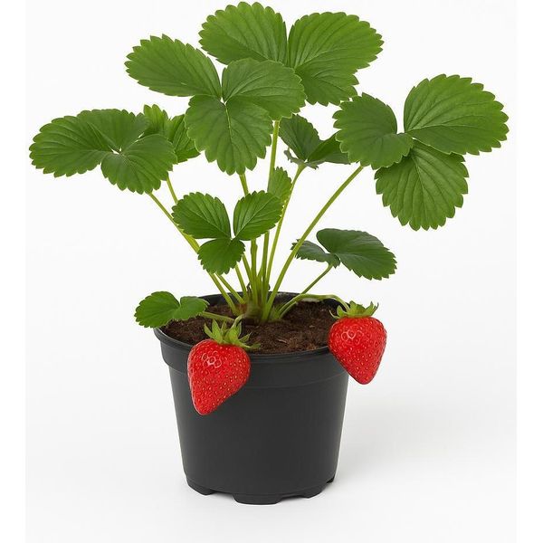 Fragola "Korona"" (Fragaria X Ananassa) - 3 Piante - Varietà Medio-Precoce Con Frutti Grandi E Aromatici - Alta Resa E Resistenza - Ideale Per Giardini, Aiuole E Letti Rialzati"-image