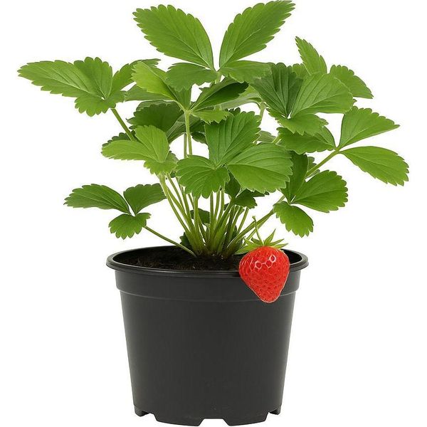 Fragola Fragaria X Ananassa 'Lambada' - 3 Piante - Varietà Precoce E Aromatica Dal Colore Rosso Intenso E Dal Sapore Dolce - Pianta Resistente E Ad Alta Resa Per Giardino E Balcone-image