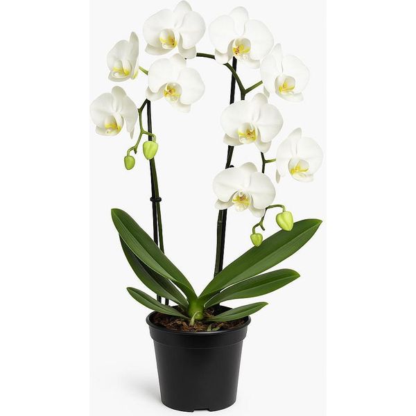 Orchidea Phalaenopsis - 3 Piante - Orchidea Farfalla A Fiore Bianco (Orchidea Falena) - Elegante Pianta Da Appartamento Con Fiori Eleganti - Facile Da Curare E Decorativa Per Salotti E Uffici-image