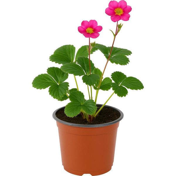 Fragola Fragaria X Ananassa 'Toscana' - 3 Piante - Fragola Decorativa, Sempreverde, Ornamentale E Dolce Con Fiori Rosa - Varietà Resistente Per Giardino, Vasca E Balcone - Altezza 20-30Cm-image