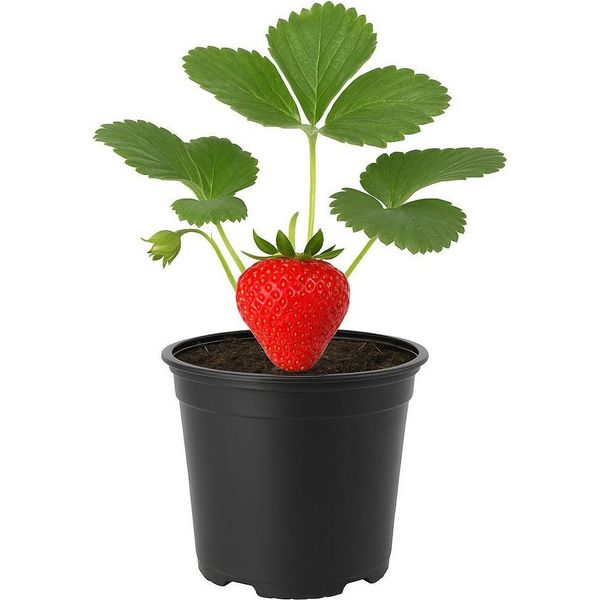 Fragola Gigante Fragaria Gigant - 3 Piante - Fragole Xxl Dal Sapore Dolce - Varietà Ad Alta Resa Per Balcone E Giardino - Ideale Per Vasche E Letti Rialzati - Resistente E Facile Da Curare-image